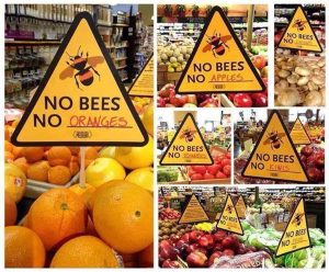 no bees