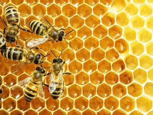 Datos sobre las abejas