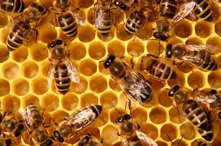Cómo se comunican las abejas