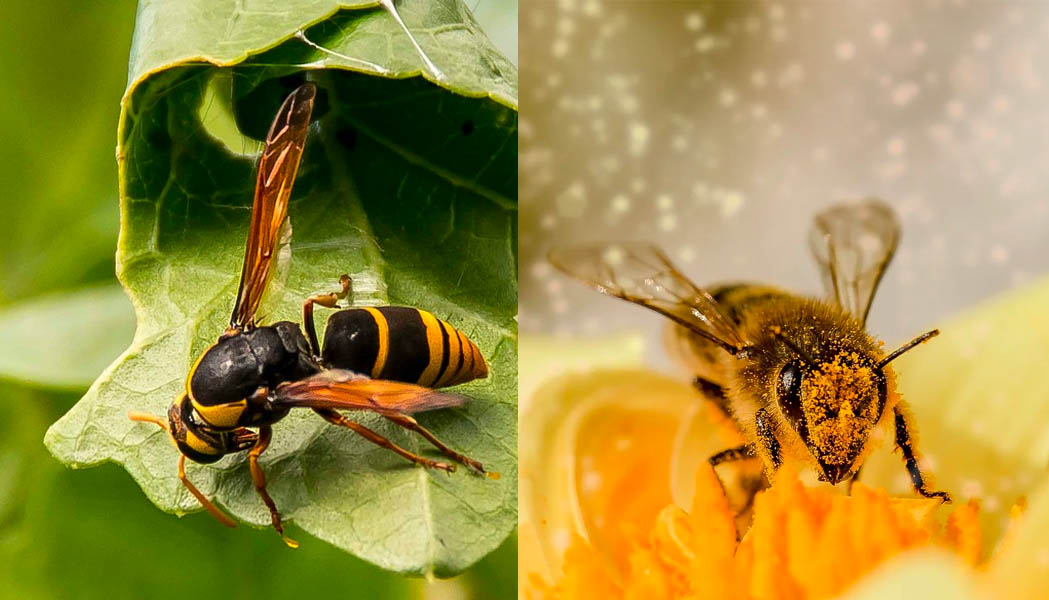 abeja-abispa-diferencias